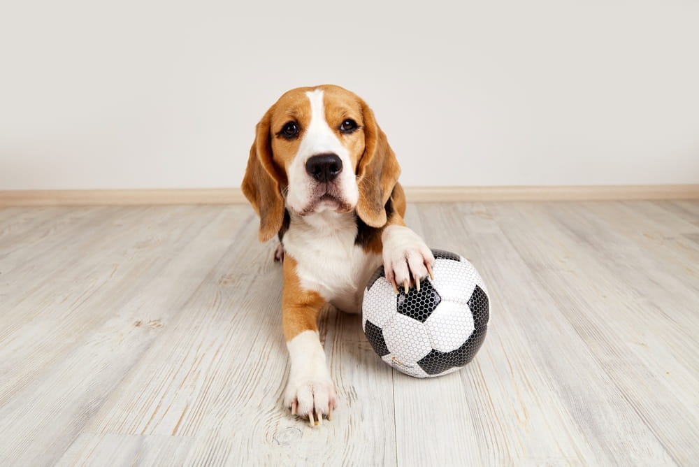 Pet-Friendly Flooring for Busy Homes